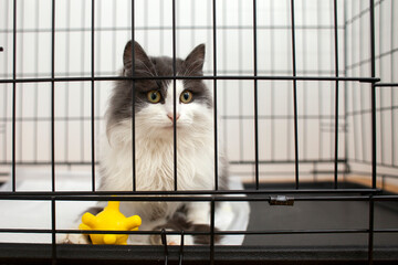 lost yard gray-white cat sits in a closed metal cage, a sad sick cat in a shelter with yellow toy