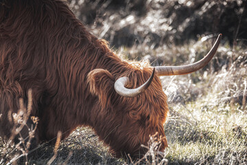Scottish highlander cow bull grazing head close up