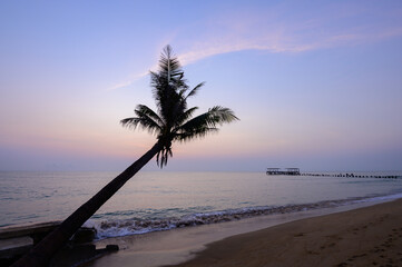 The coconut tree on the beach in the morning take the picture in sihouette style.