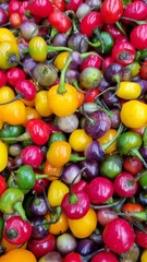 Different colored peppers