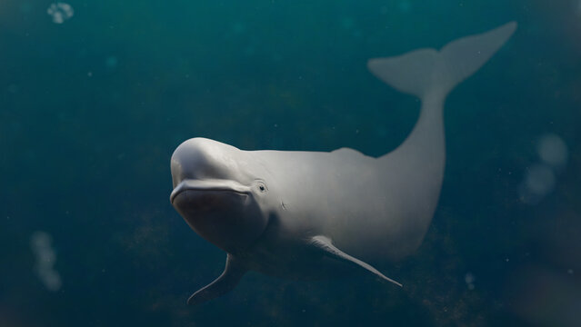 Beluga, White Arctic Whale In The Ocean