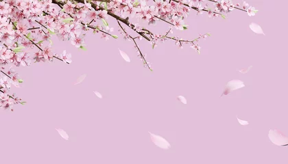 Rolgordijnen Beautiful spring, cherry blossom background with pink background © LHG