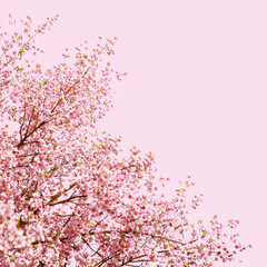 Obraz na płótnie Canvas Beautiful spring, cherry blossom background with pink background