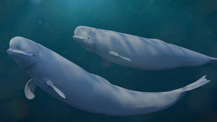 Beluga, white whale couple is swimming together © dottedyeti