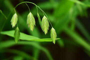 ワイルドオーツの青い穂