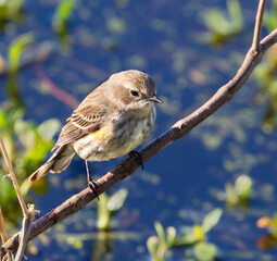 The yellow-rumped warbler (Setophaga coronata), female
