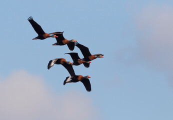 The flock of flying  black-bellied whistling ducks at Brazos Bend  State Park, Texas