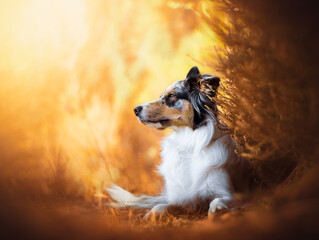Border collie blue merle tricolour dog portrait, golden hour, autumn colours
