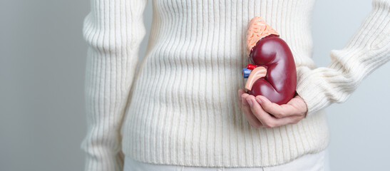 woman holding Anatomical human kidney Adrenal gland model. disease of Urinary system and Stones,...