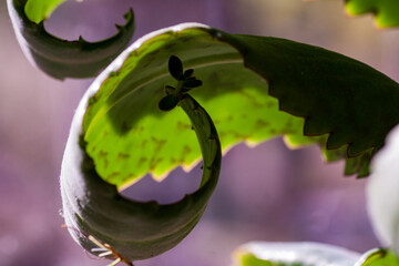 close up kalanchoe pinnata tiny green leaves. Bryophyllum Laetivirens herbal greenery. Kalanchoe...