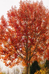 Fototapeta na wymiar Vivid orange and yellow color tree in autumn.