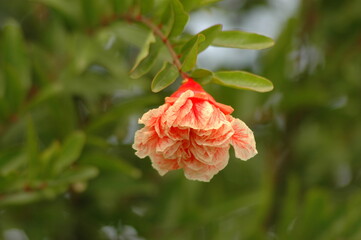 red rose in the garden