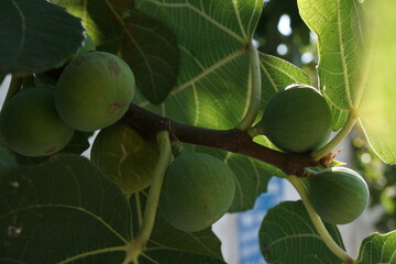 green figs on tree