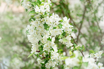 delicate white petals, apple blossoms, lots of spring flowers. desktop wallpaper, close-up, selective focus