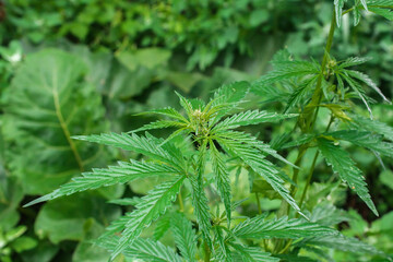 close-up photo of wild cannabis, selective focus