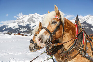 Portrait of a team of haflinger draught horses in front of a snowy mountain winter landscape in...