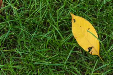 芝生の上の落ち葉