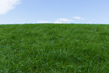 芝生と青い空