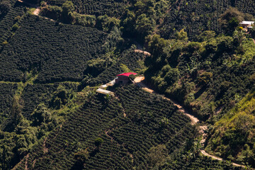 Finca cafetera colombiana