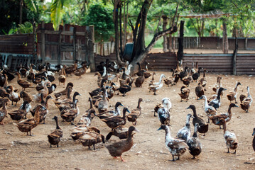 farming duck in southeast asia
