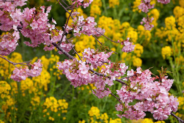 Obraz premium 河津桜と菜の花
