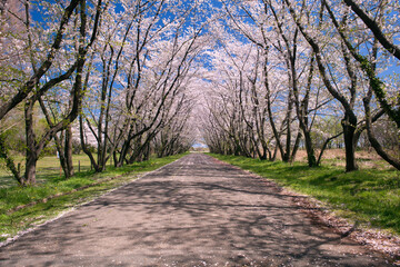 Fototapeta premium 桜並木と歩道