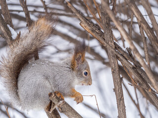 The squirrel with nut sits on tree in the winter or late autumn