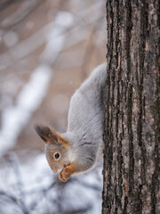 A squirrel sits upside down on a tree in winter and eats a nut