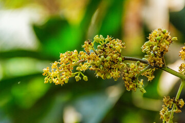 Flowers on a Mango tree
