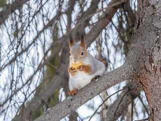The squirrel with nut sits on tree in the winter or late autumn