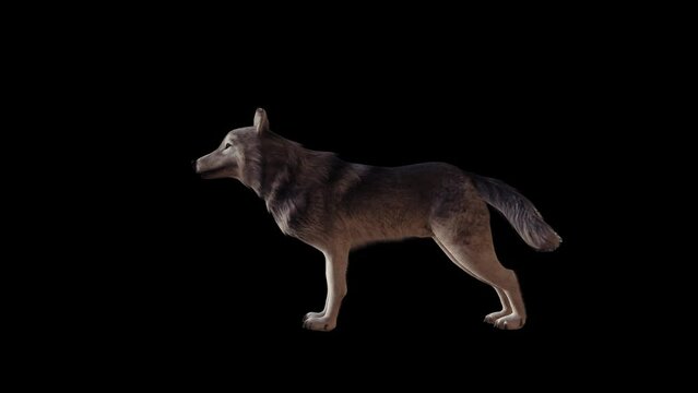 Realistic Wolf Howl 3D Animation With Alpha Video
