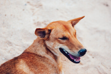 cute homeless dog in Thailand