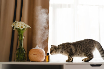 Aromatherapy concept. Aroma oil diffuser with cat on the table against the window. Air freshener....