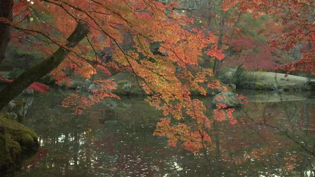 autumn leaves on the water