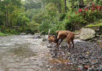Two dogs, pitbull and beagle playing in the river surrounding by forest.