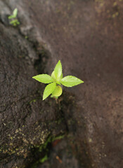 Plants and leaf in the forest.