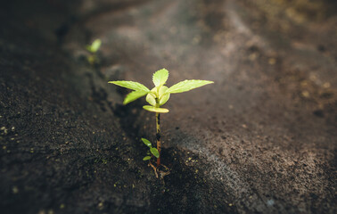 Plants and leaf in the forest.