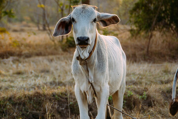 farming cow in southeast asia