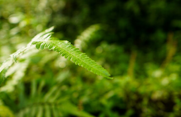 Plants and leaf in the forest.