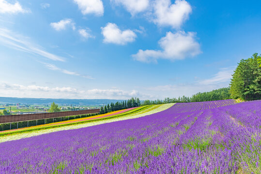 Scenic colorful landscape of Iodori Field in summer at Tomita Farm, Furano, Hokkaido, Japan