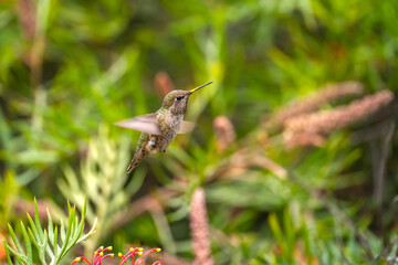 Anna's Hummingbird  flies next to red flowers. 