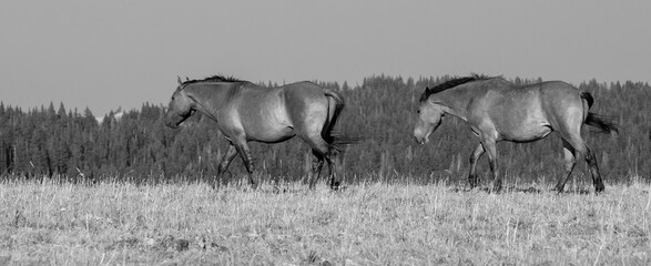 Two mustang wild horses in the Pryor Mountain Wild Horse Range on the border of Wyoming and Montana in the United States - black and white