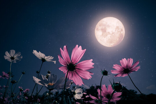 Romantic night scene - Beautiful pink flower blossom in garden with night skies and full moon. cosmos flower in night