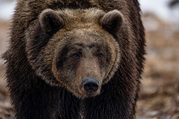 brown bear. close-up. brown grizzly bear 