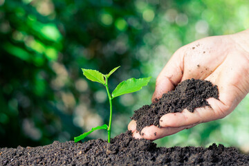 Closeup hands of a person holding fertile soil with saplings in hand for agriculture or planting, peach nature concept The idea of ​​saving the world and the environment
