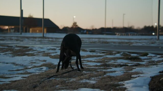 black dog escaping owner with leash still on sniffing around snowy grass on a winter evening at a park, handheld camera zooming in