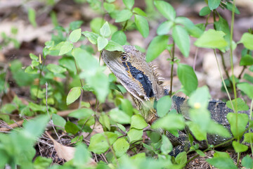 Eastern water dragon, Physignathus lesueurii, Brisbane, Australia, hiding between the weeds