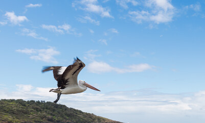 Australian pelican in flight, Shellharbour Killalea Beach, New South Wales, Australia