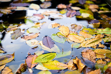 Fallen yellow leaves in the water close-up. Autumn atmosphere with rich colors