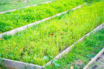 Garden bed with white mustard green manure planted. Well-groomed rectangular garden beds. home small garden